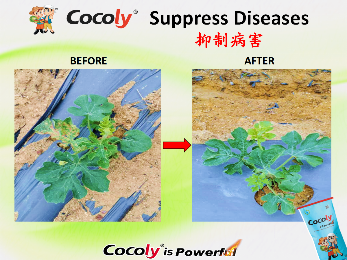 Rapid Recovery & Stress Resistance 2