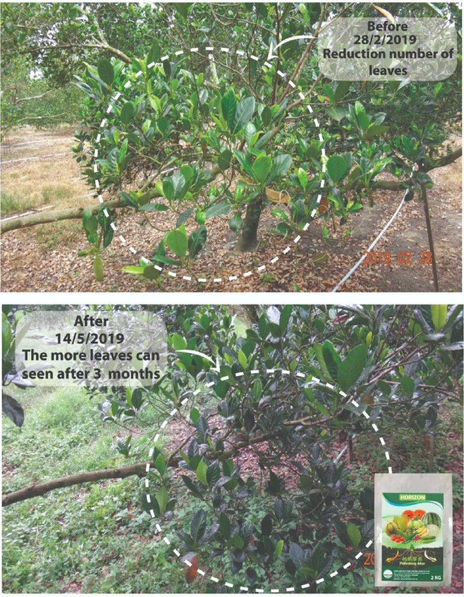 Tree Crops: Healthier Growth & Higher Yield 3