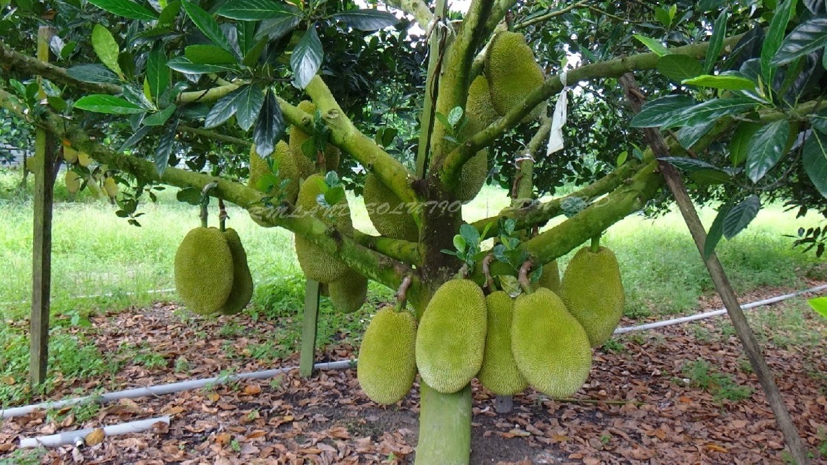 Tree Crops: Healthier Growth & Higher Yield 2