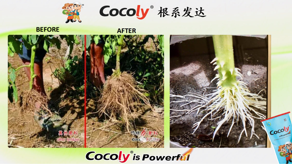 Vegetables & Fruits: Stronger Roots and Uniform Growth 1