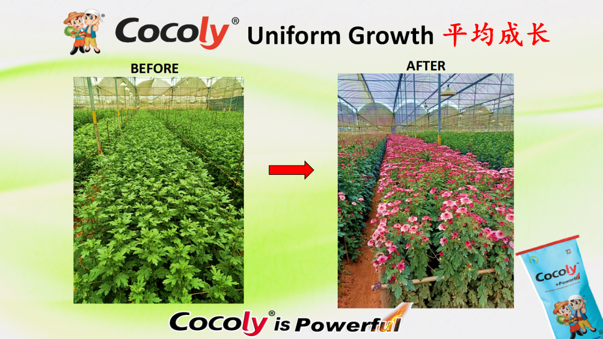 Vegetables & Fruits: Stronger Roots and Uniform Growth 2