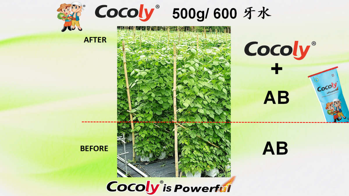Vegetables & Fruits: Stronger Roots and Uniform Growth 4