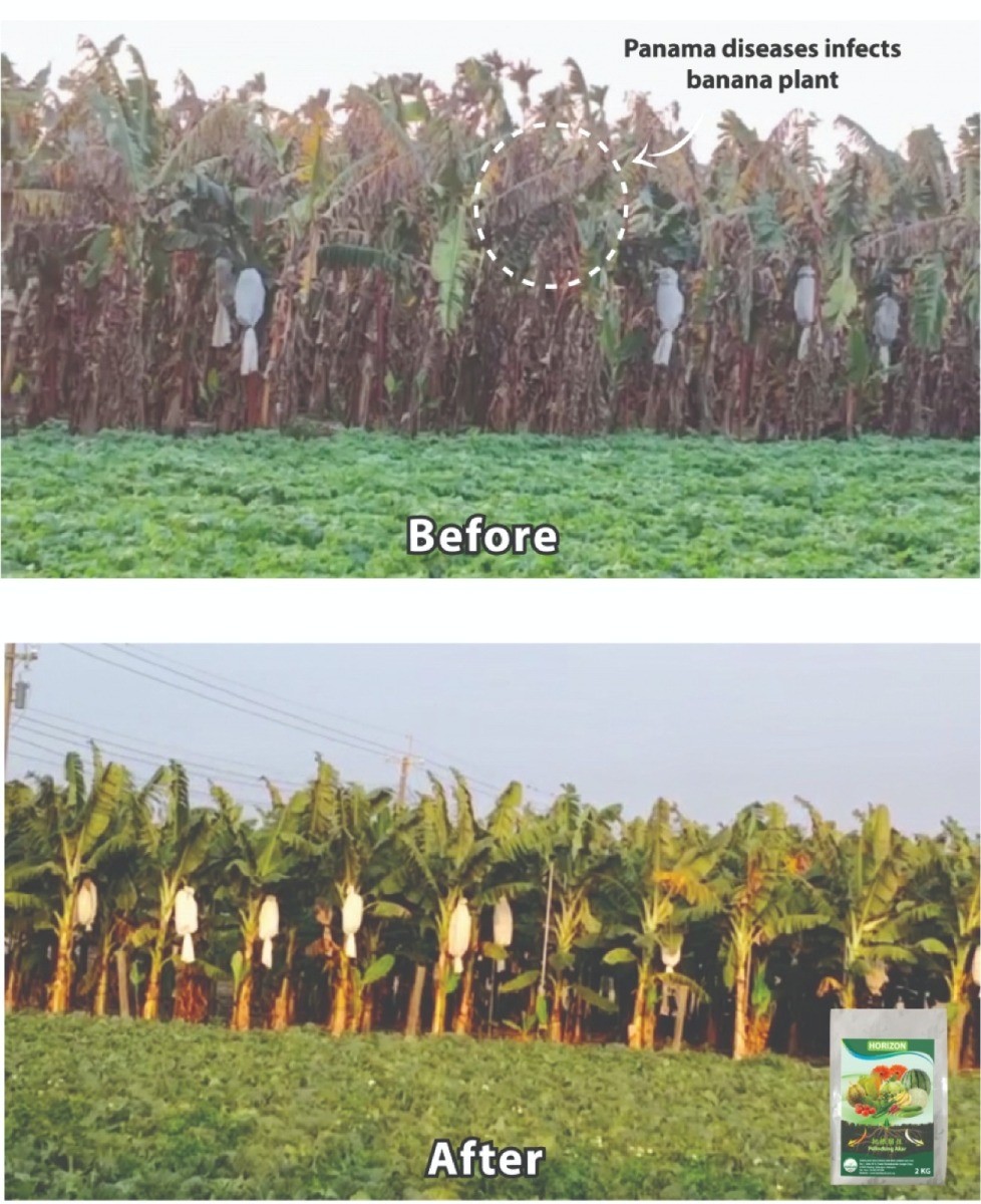 Banana: Recovery from Panama Disease 1
