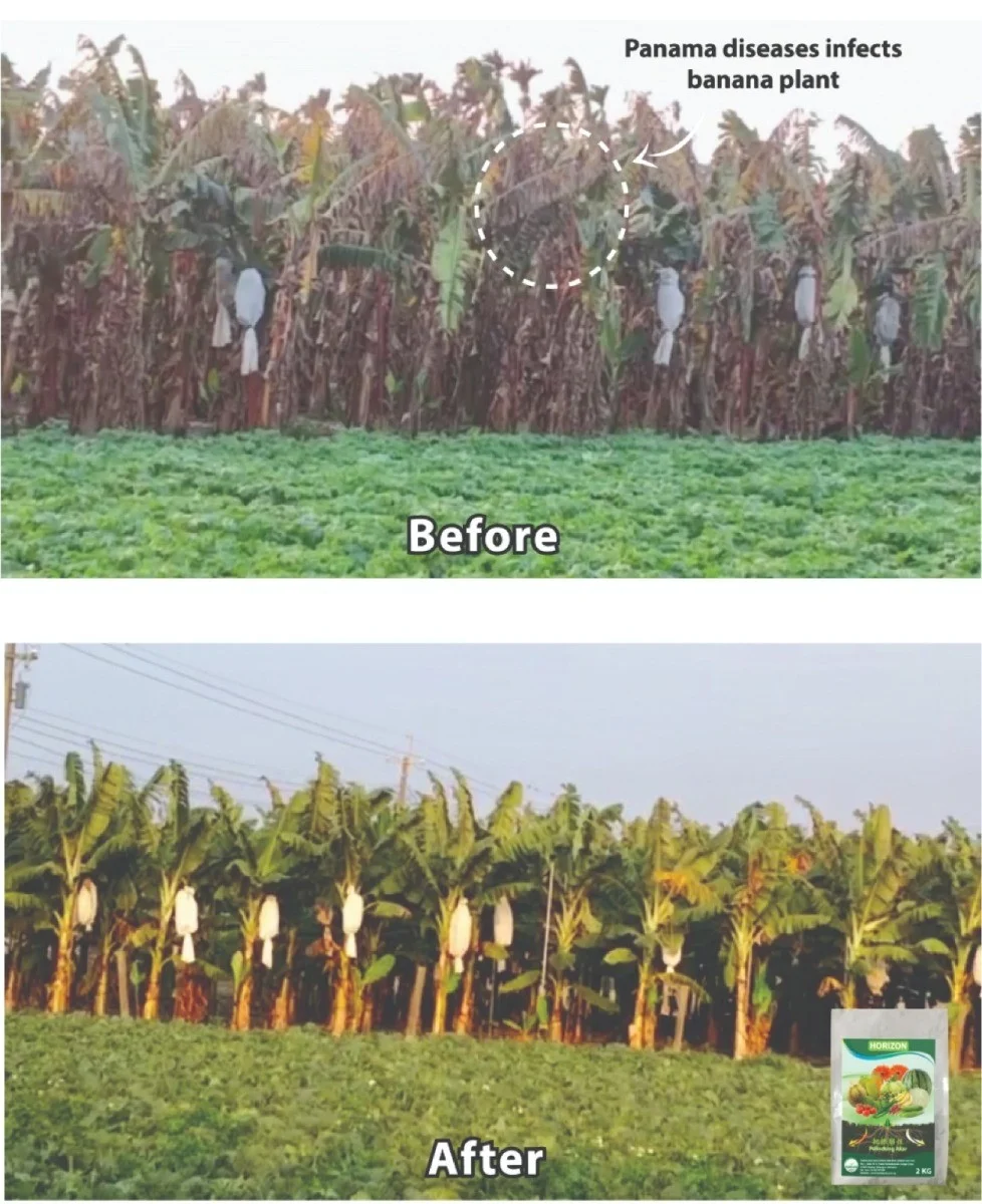 Banana: Recovery from Panama Disease 1