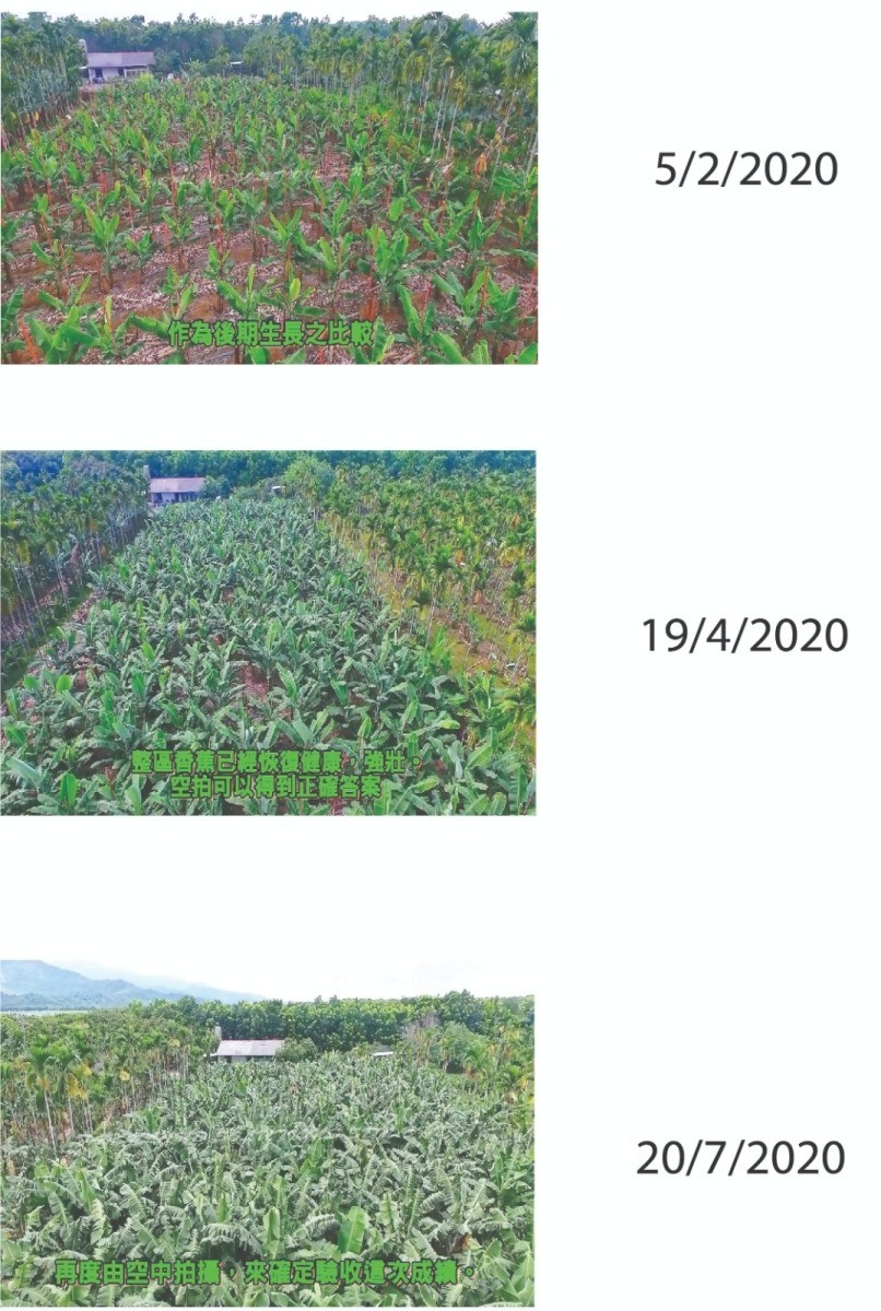 Banana: Recovery from Panama Disease 2