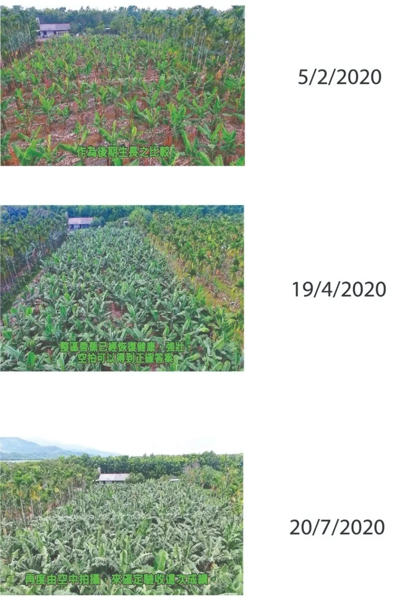 Banana: Recovery from Panama Disease 2