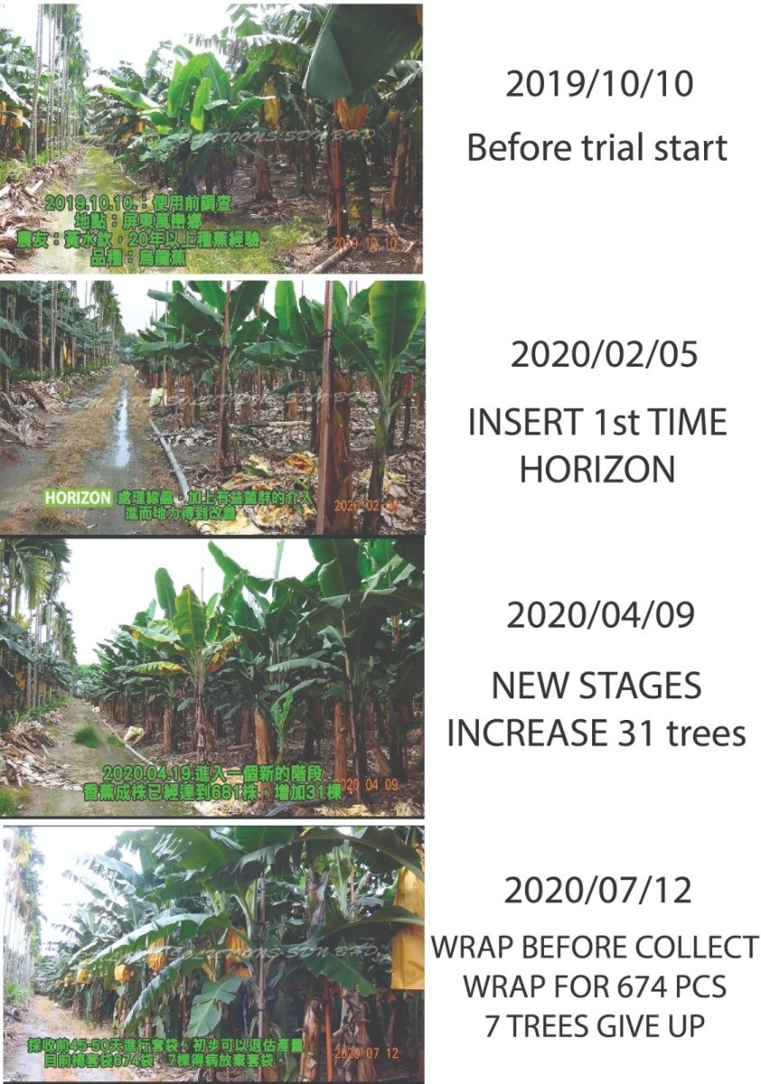 Banana: Recovery from Panama Disease 3