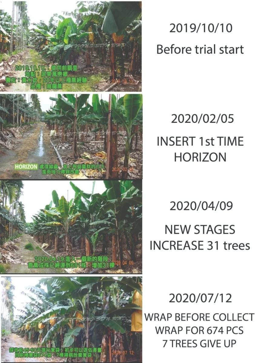Banana: Recovery from Panama Disease 3