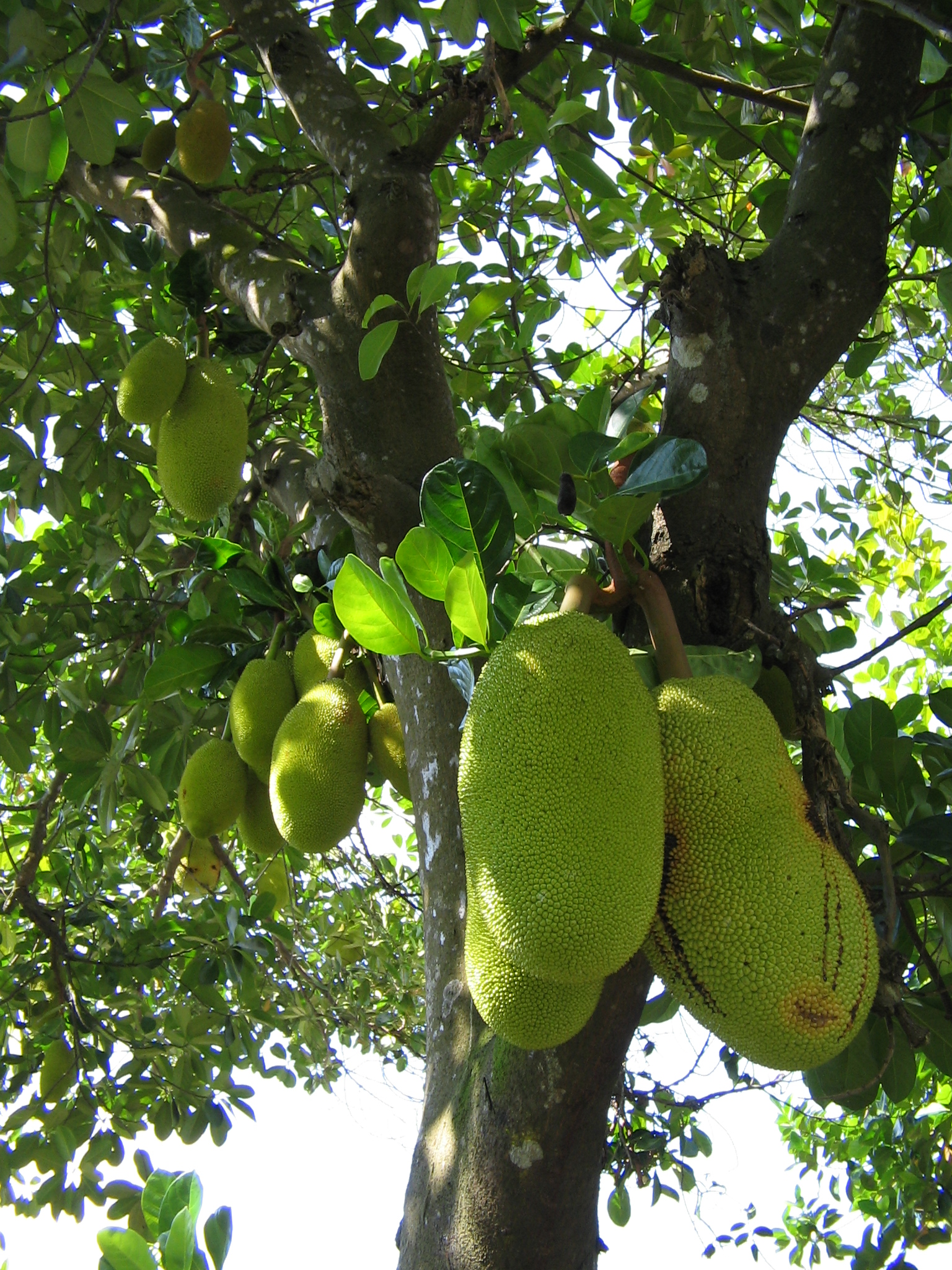 Boost Crop Health & Yield through NongFangNongFa Solution