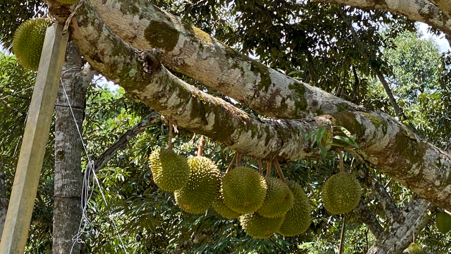 Durian fruit growing on a tree