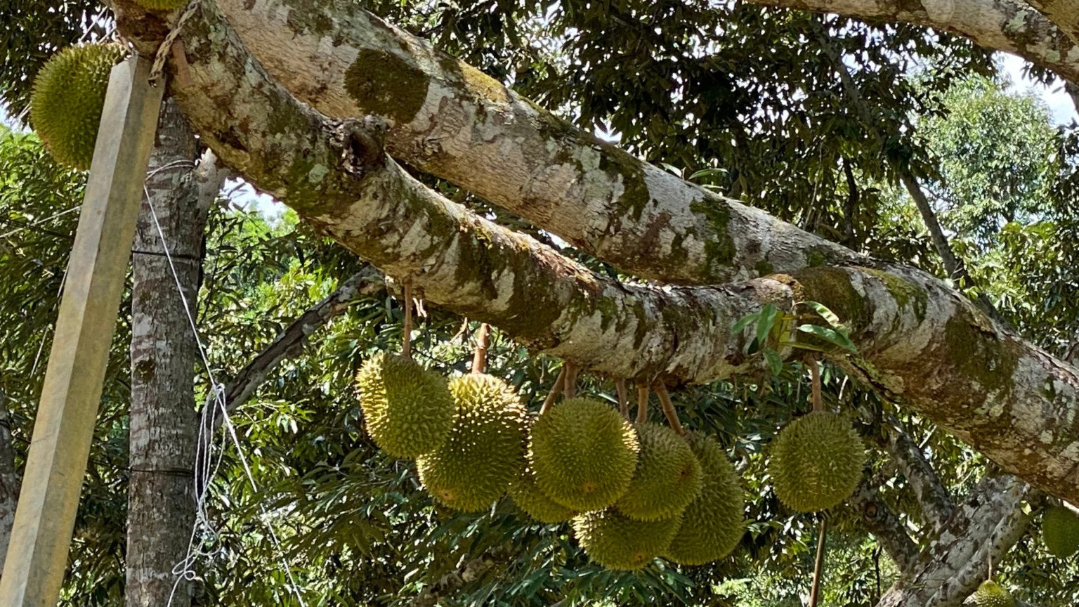 Durian fruit growing on a tree