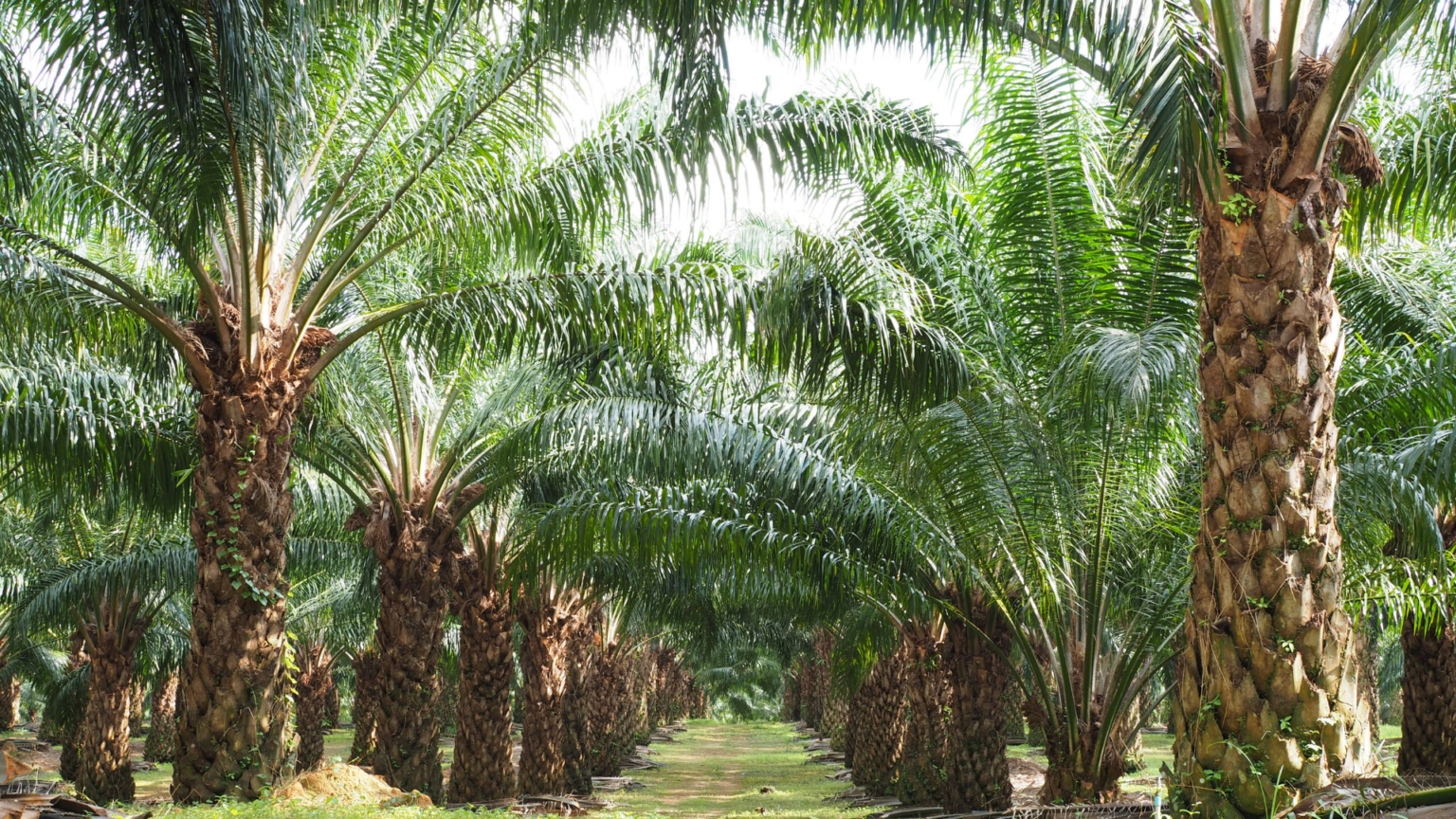 Oil palm plantation