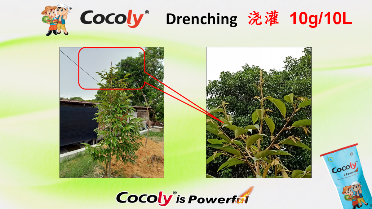 Healthier new leaves after treatment 2