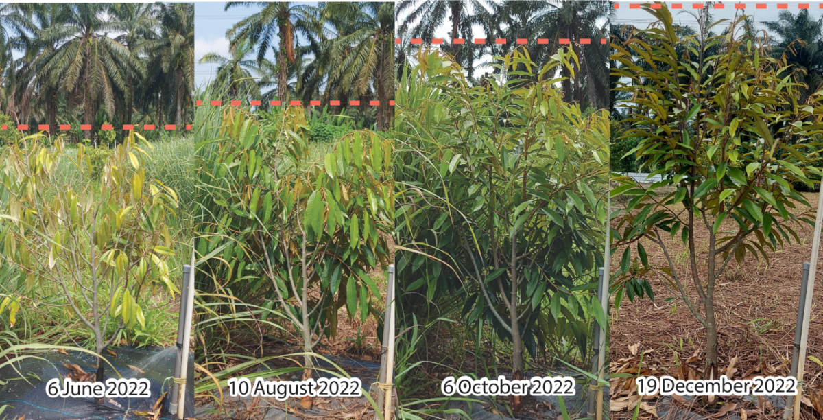 Recovery from Rhizoctonia