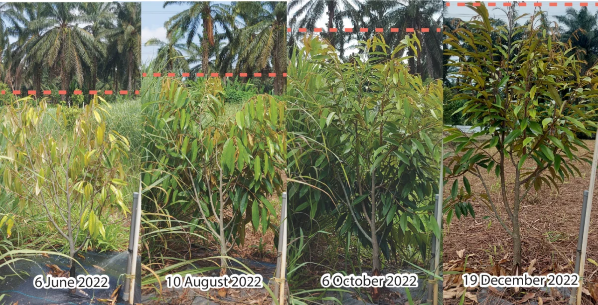 Recovery from Rhizoctonia