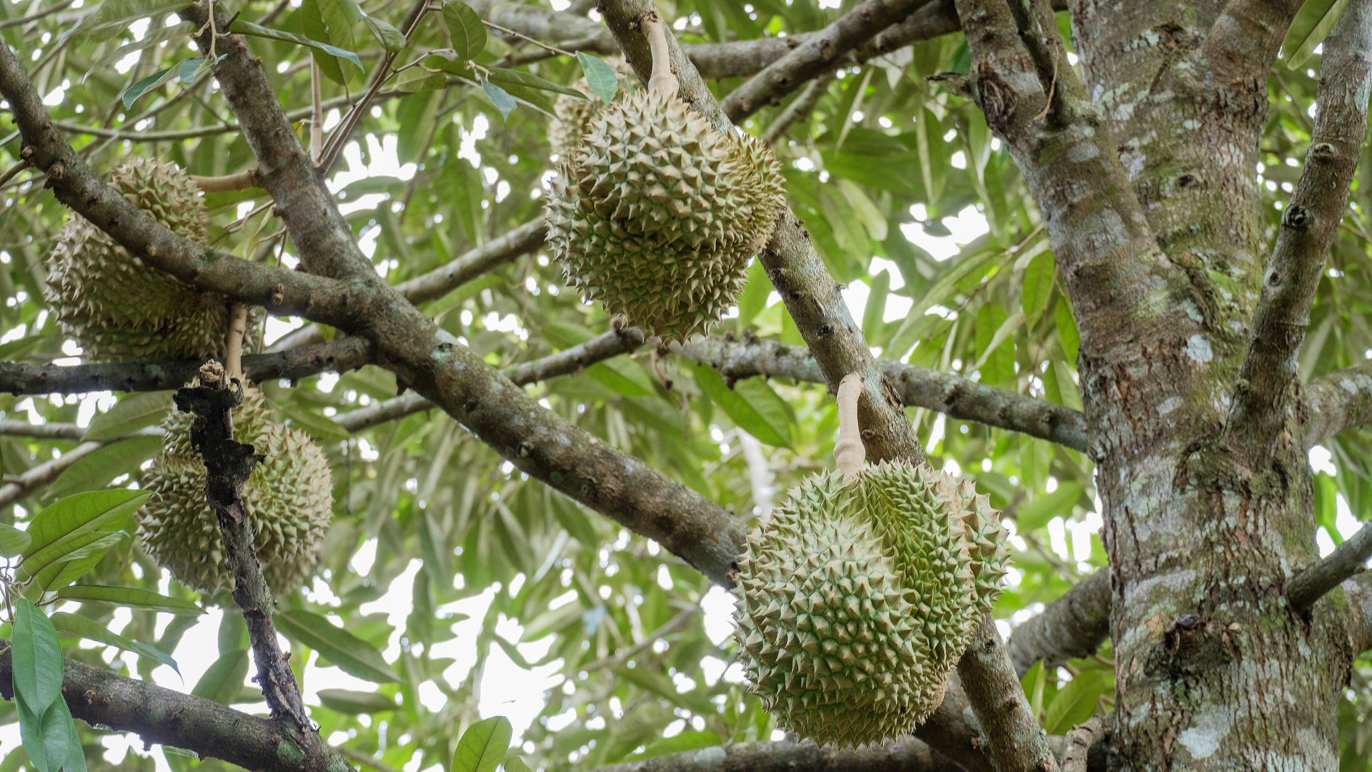 Effective Control of Durian Fungal Diseases in Malaysia