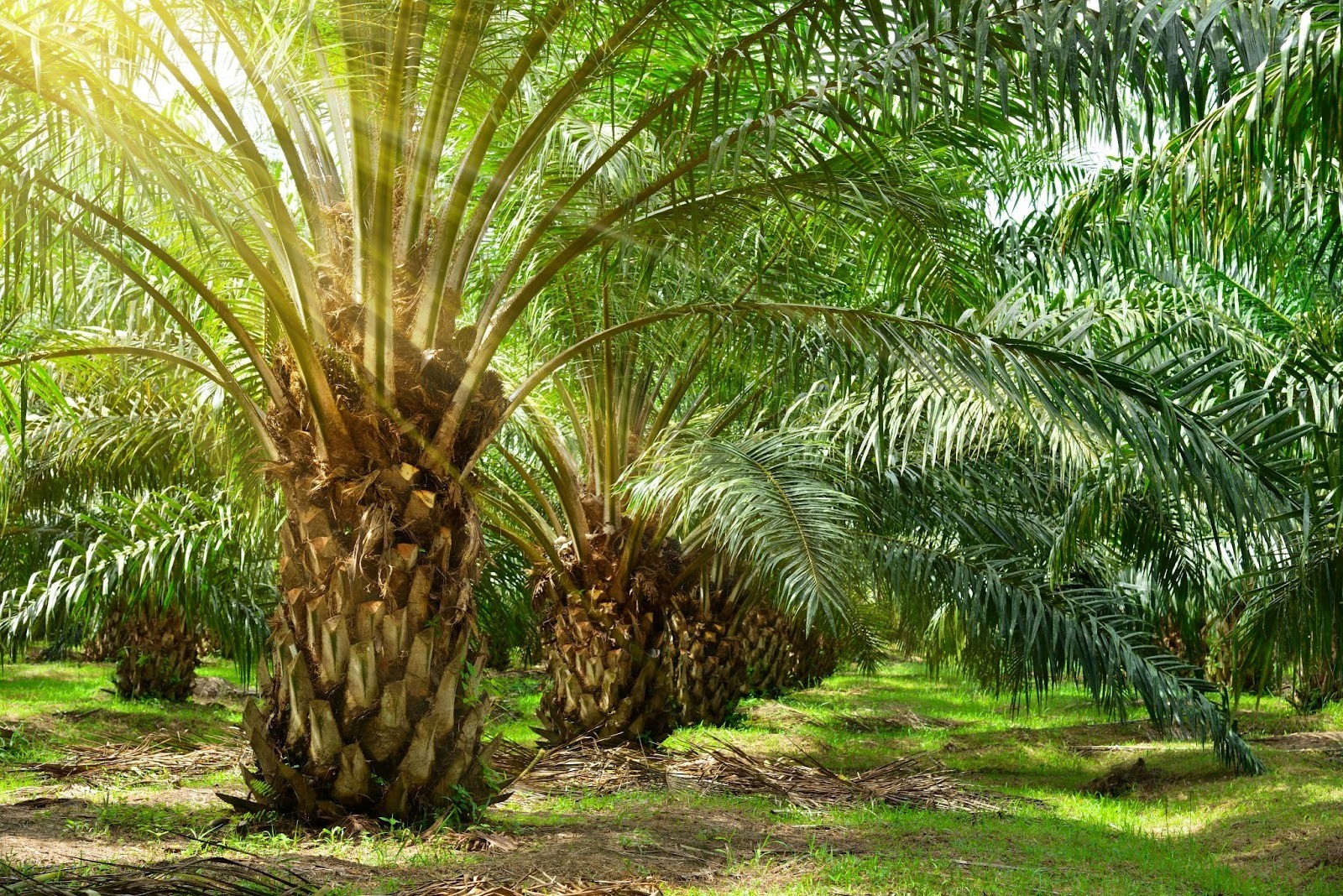NongFangNongFa Solution for Oil Palm